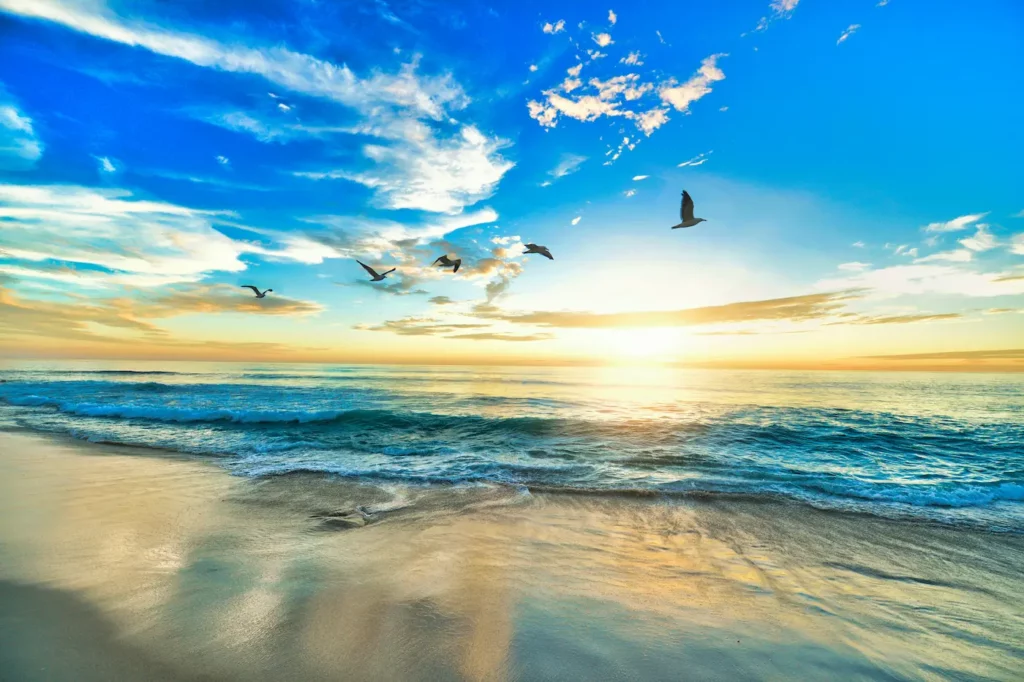 Mer au soleil couchant, mouettes en vol